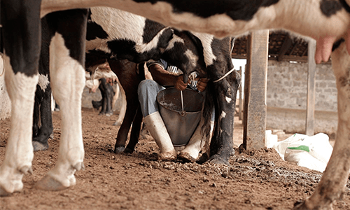 Qual o caminho para evitar uma nova crise no leite?